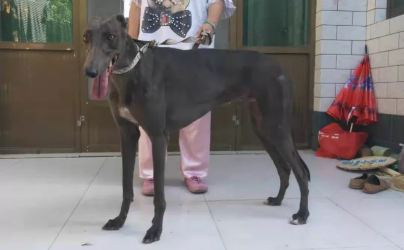 灰色蛋白石 dbhn1,941000225080247 - 格力犬yy--格力犬血统查询