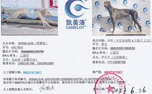 弹簧枪X灰妞988000001880059.jpg
