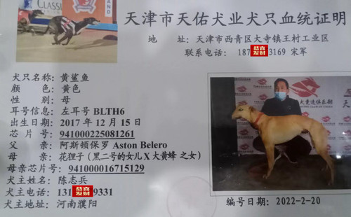 黄鲨鱼 941000225081261，BLTH6