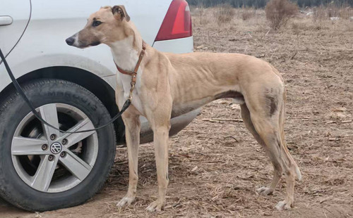 阿斯顿保佳 900219000207660