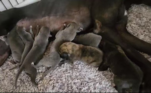 卡尼亚游轮X白雪公主 900111880715225，HJWCAWT.jpg