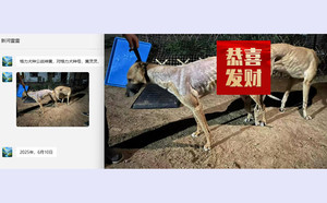 战神黄X黄灵灵 TY508，941000225080608.jpg