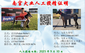 法汉X飞鱼大黑母 400123001481497.jpg