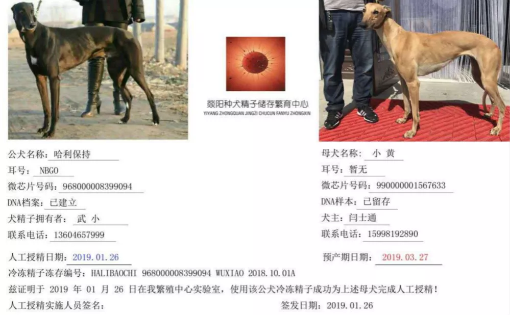 格力犬哈利保持血统图片