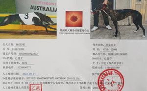 赫斯顿X尼克公主 900115001743665，NGXH1120A.jpg