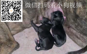 突击队员X阿尼亚水仙 900219000991023产.jpg