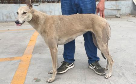 纯的蛋白石dblj2900250000274653