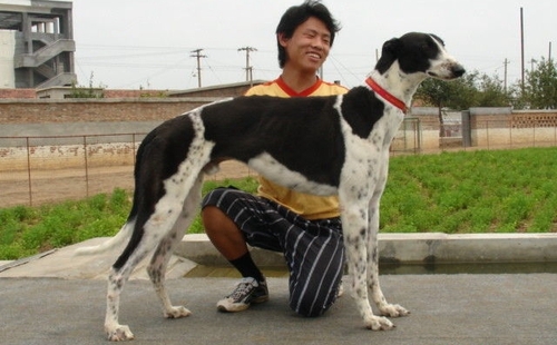 刺客多尼亚 Jeleto