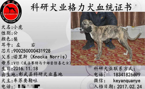 小虎 900250000431928