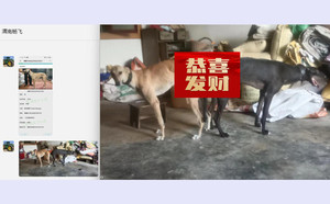 魔法老鹰X黄鹰 900022092027450.jpg