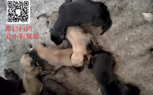 黄午夜X拉克兰戴尔儿 900250000765816，LKXS1810.jpg