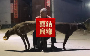 断尾X宇宙明珠 900111880715321，HJWCYZLLS.jpg