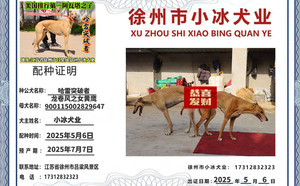 哈雷突破者X黄鹰 900115002829647，NGXH1116A23.jpg
