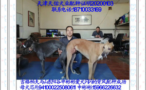 吉格帕夫X闪闪的背风 BFYW 61A，941000225080611.jpg