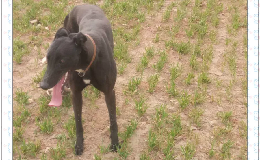 可怕的郡主 900155000057494 - 格力犬yy--格力犬血统查询