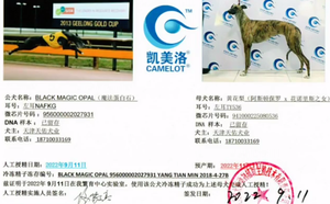 魔法蛋白石X黄花梨TY536，941000225080536.png