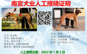 尼克斯X黄莺 156111110097054，J910A.png